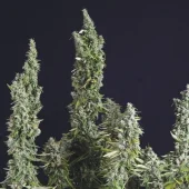 Nicole Og Kush fem (Trikoma Seeds), Испания