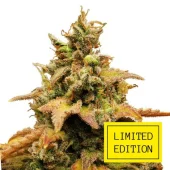 Tai Wood genetics fem (IZI/LimEd)