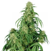 Calamity Jane Auto autofem (Buddha Seeds), Испания