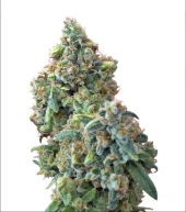 Hindu Kush Automatic autofem (Nirvana), Нидерланды