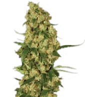 Wappa fem (Paradise Seeds), Нидерланды