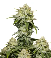 Gorilla Cookies FF fem (FastBuds), Америка