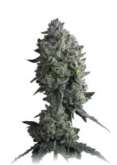 Watermelon Auto fem (Mavericks Genetics)