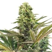Double Og Haze fem (Pyramid Seeds), Испания