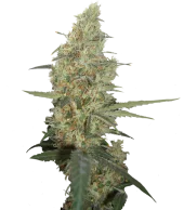 Power Plant fem (Dutch Passion), Нидерланды