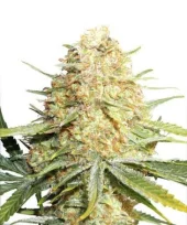 Lemon Zkittle fem (Dutch Passion), Нидерланды
