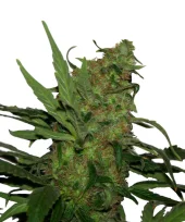 Durga Mata fem (Paradise Seeds), Нидерланды