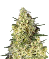 Jack 47 XL Auto fem (Sweet Seeds), Испания