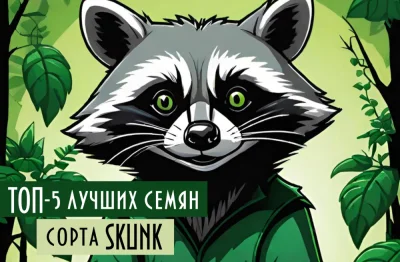 Самый вонючий сорт конопли. Что мы знаем о Skunk сегодня?